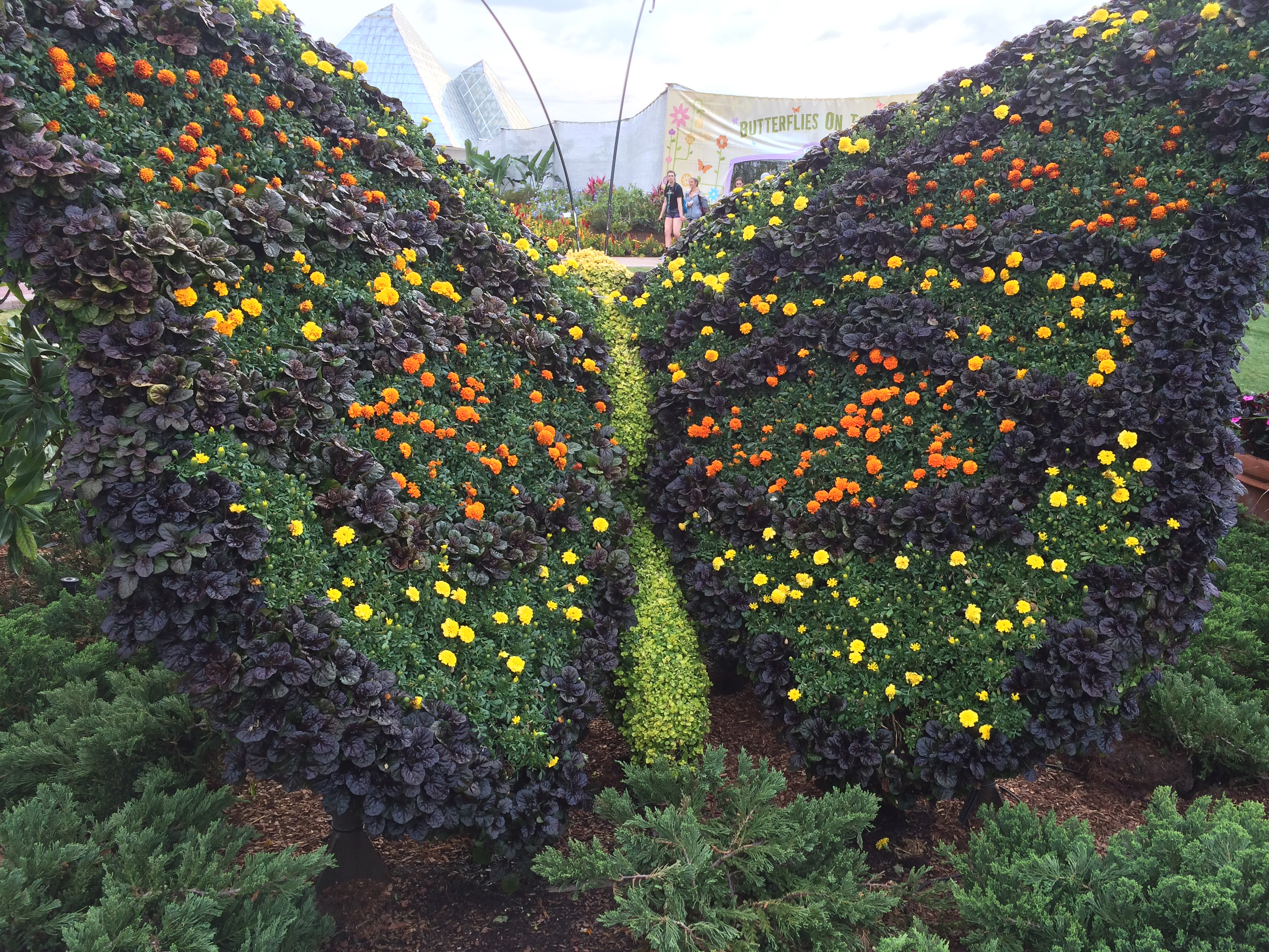 Butterfly made of Flowers