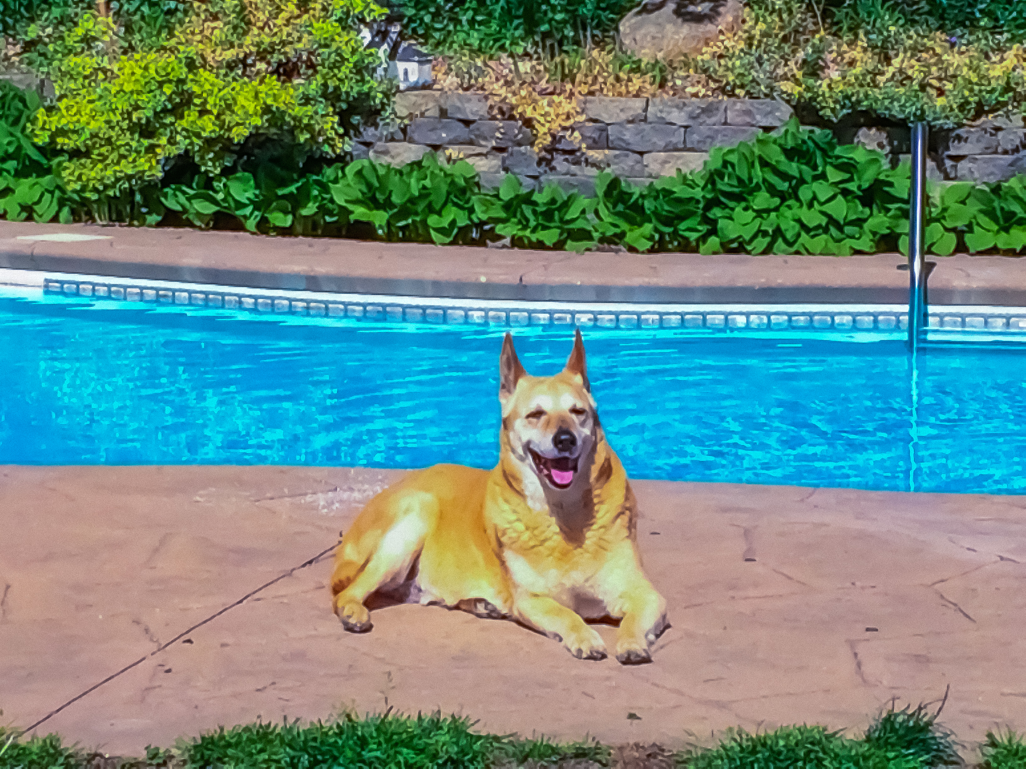 Dog by Pool