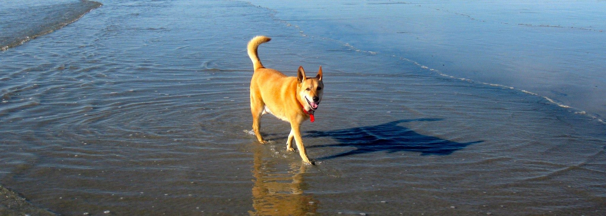 Dog on Beach