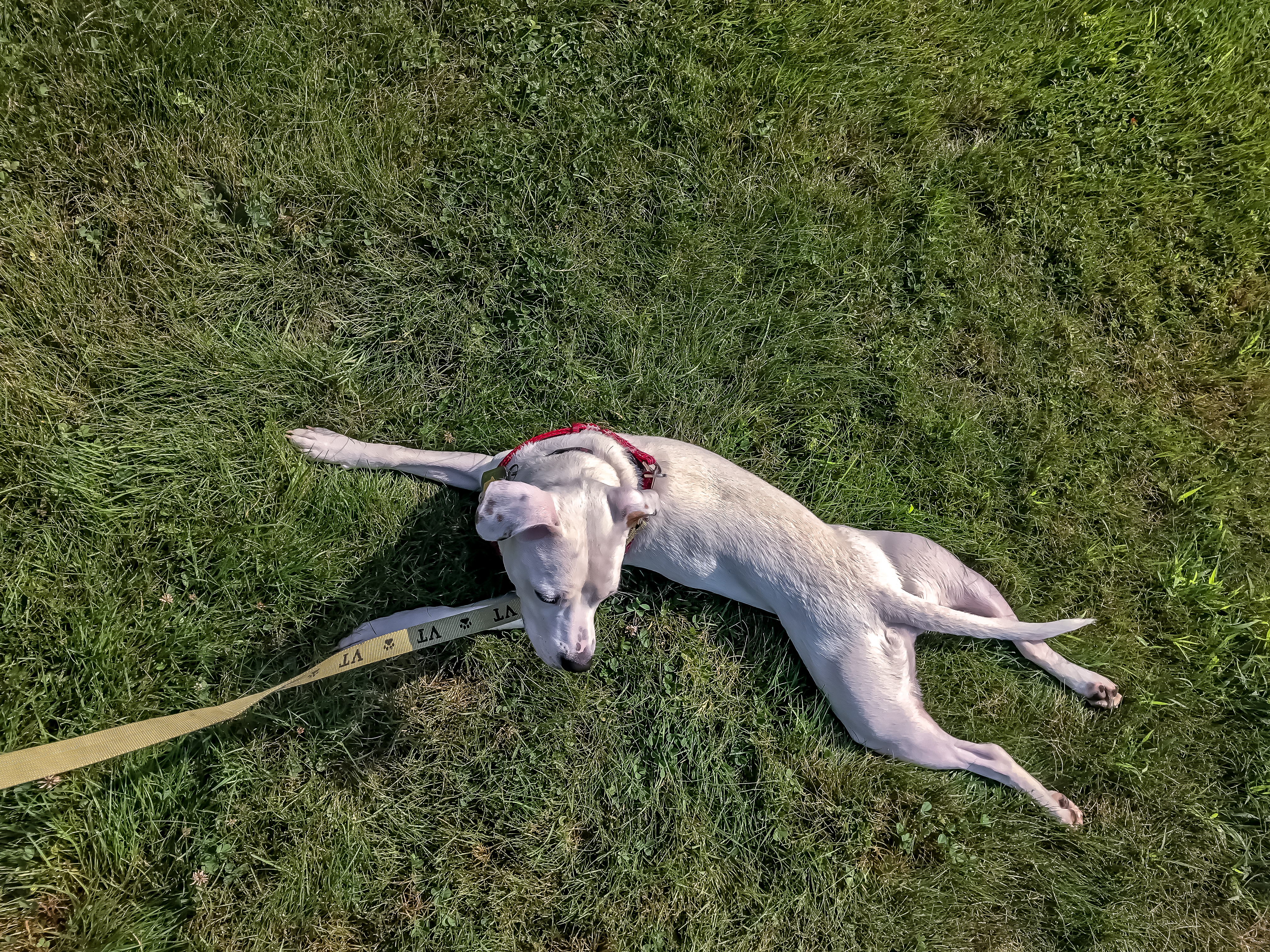 Pitbull in Grass