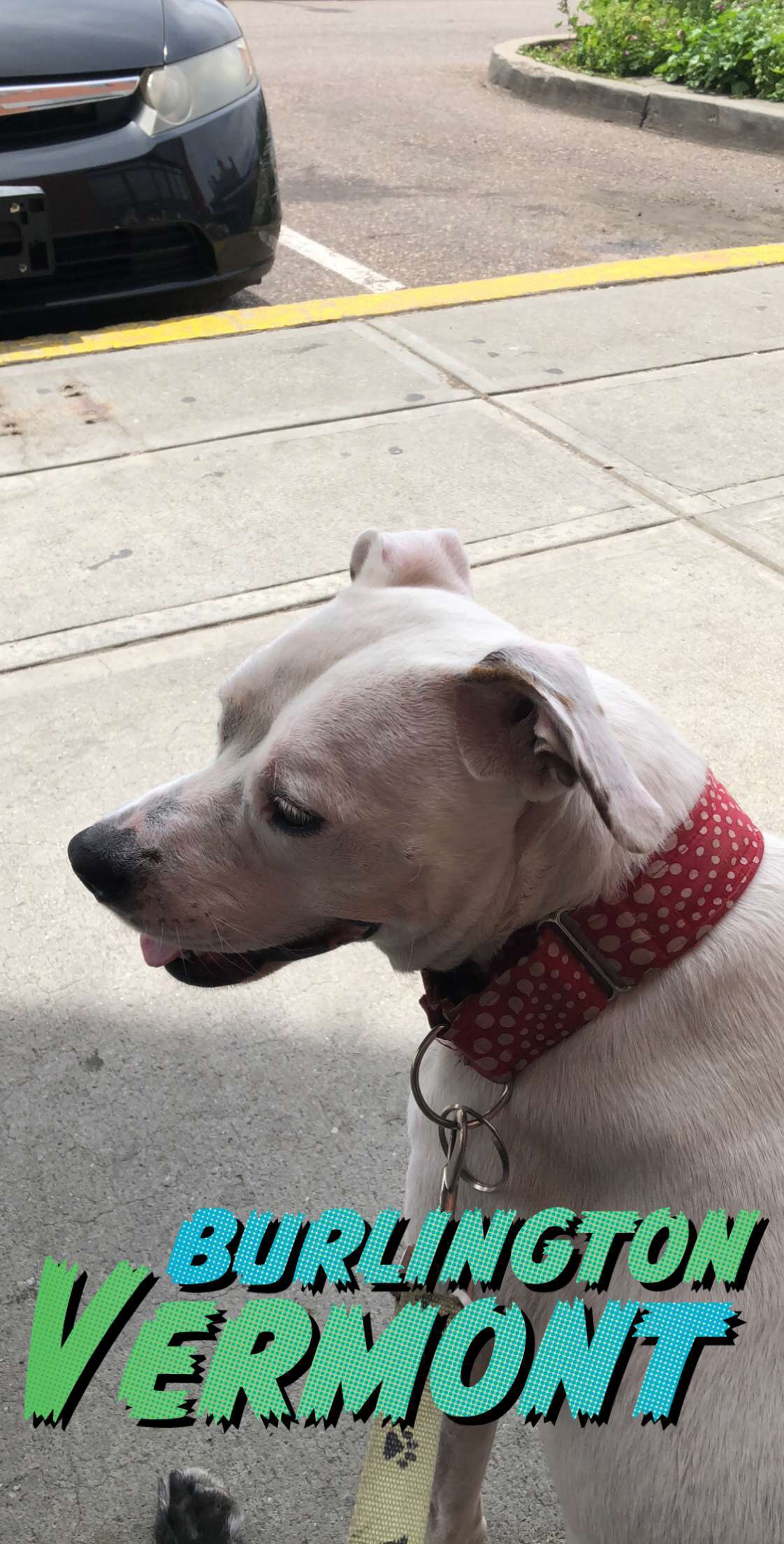 White Pitbull in Burlington