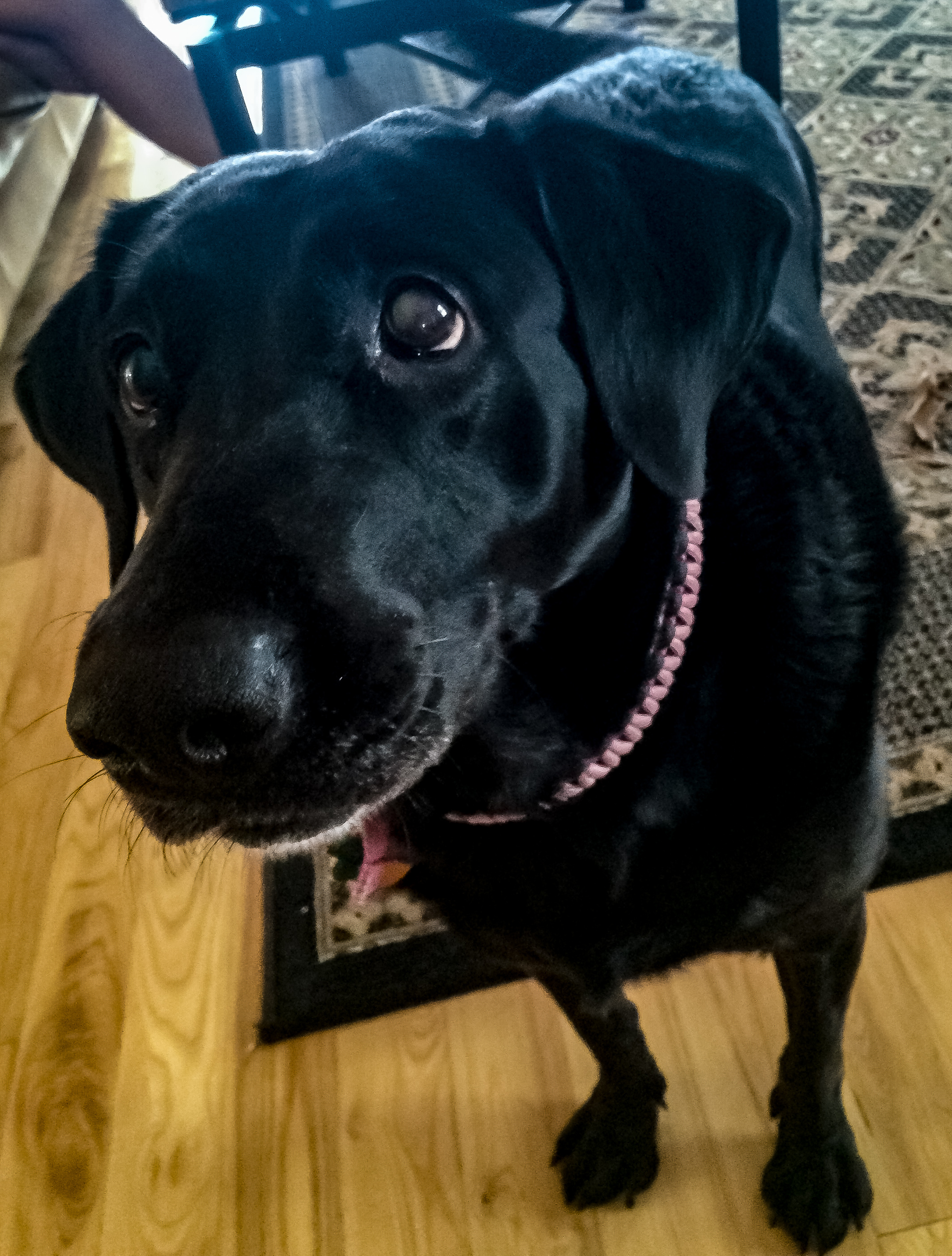 Black Lab