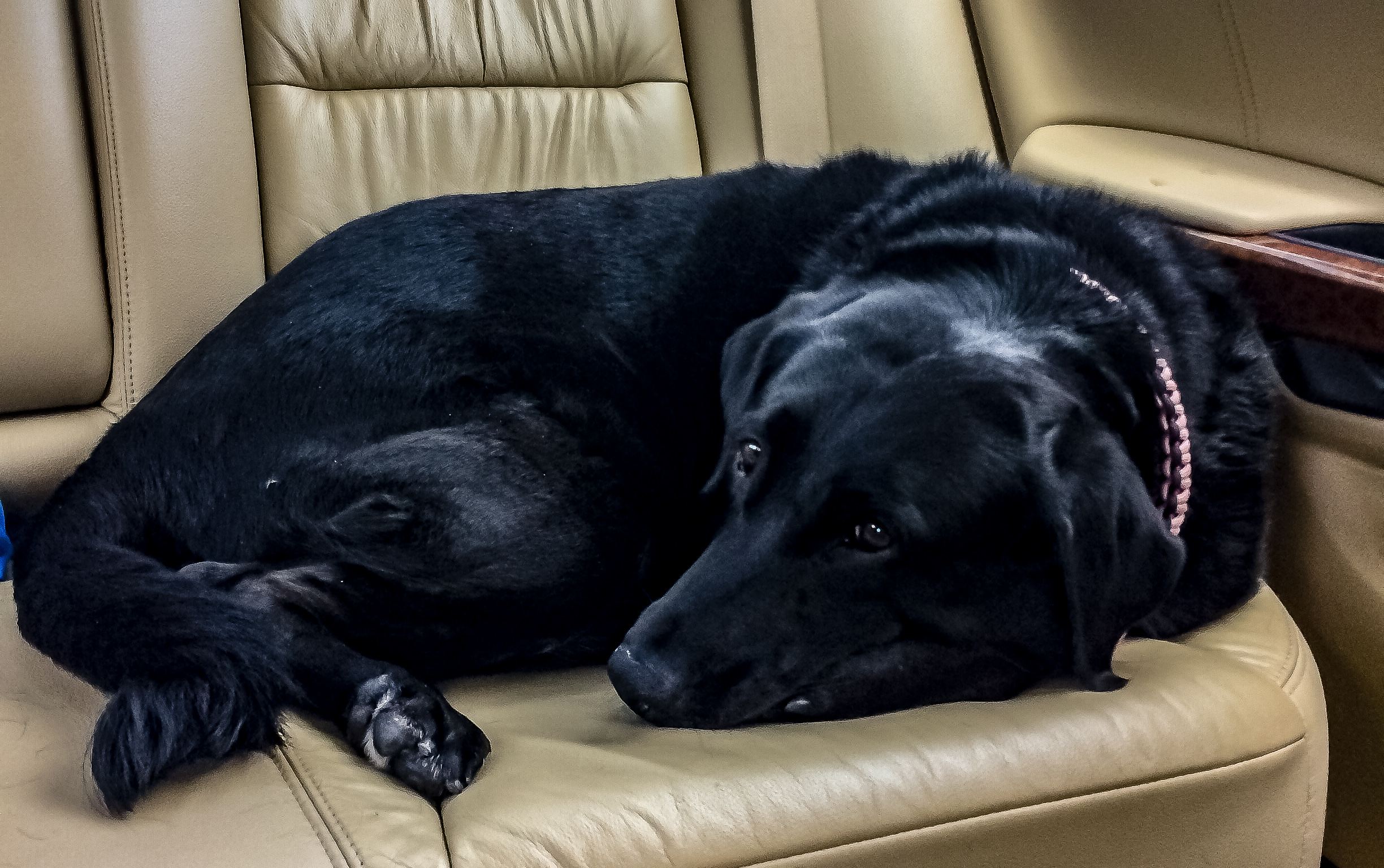 Resting Black Lab