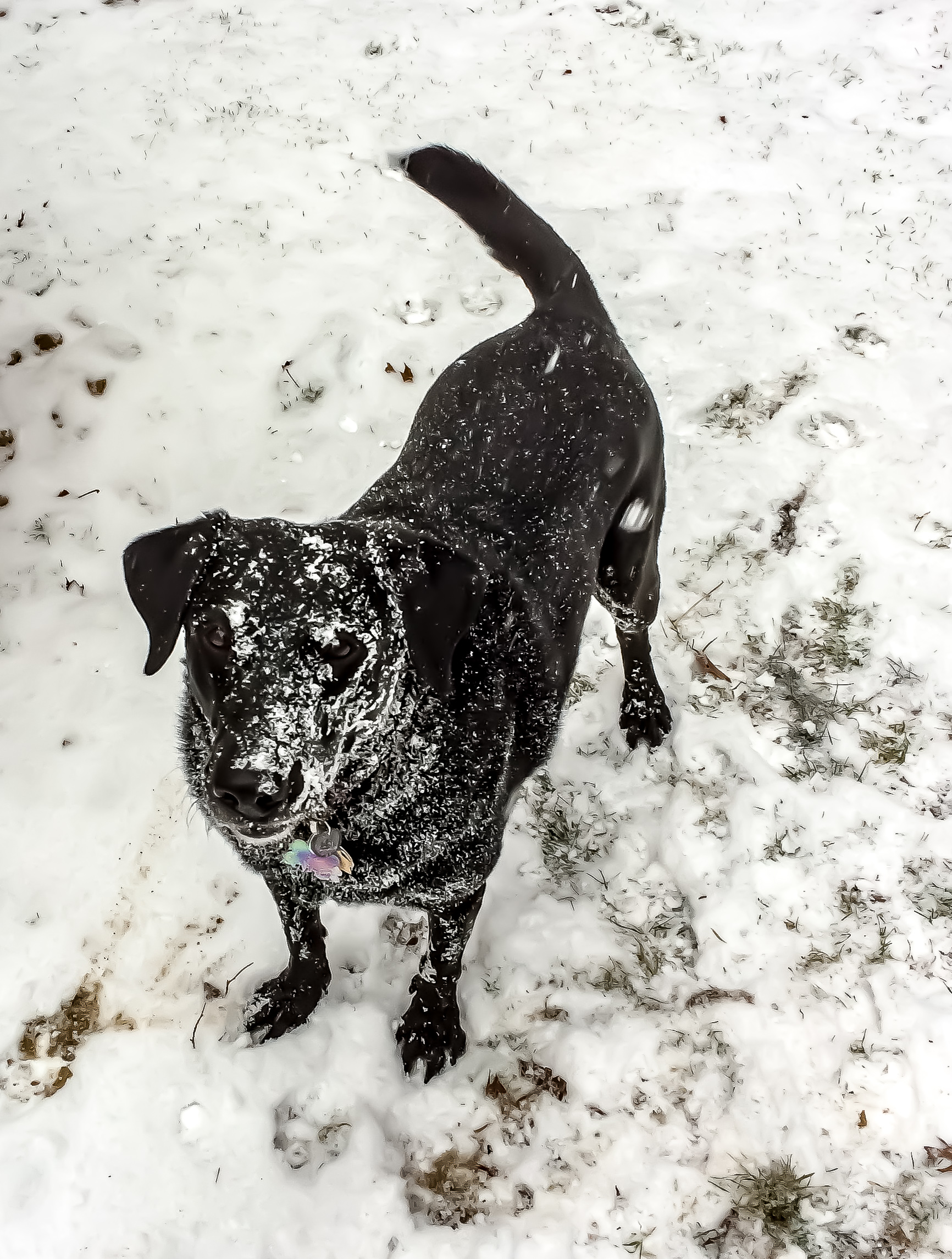 Black Lab in Snow