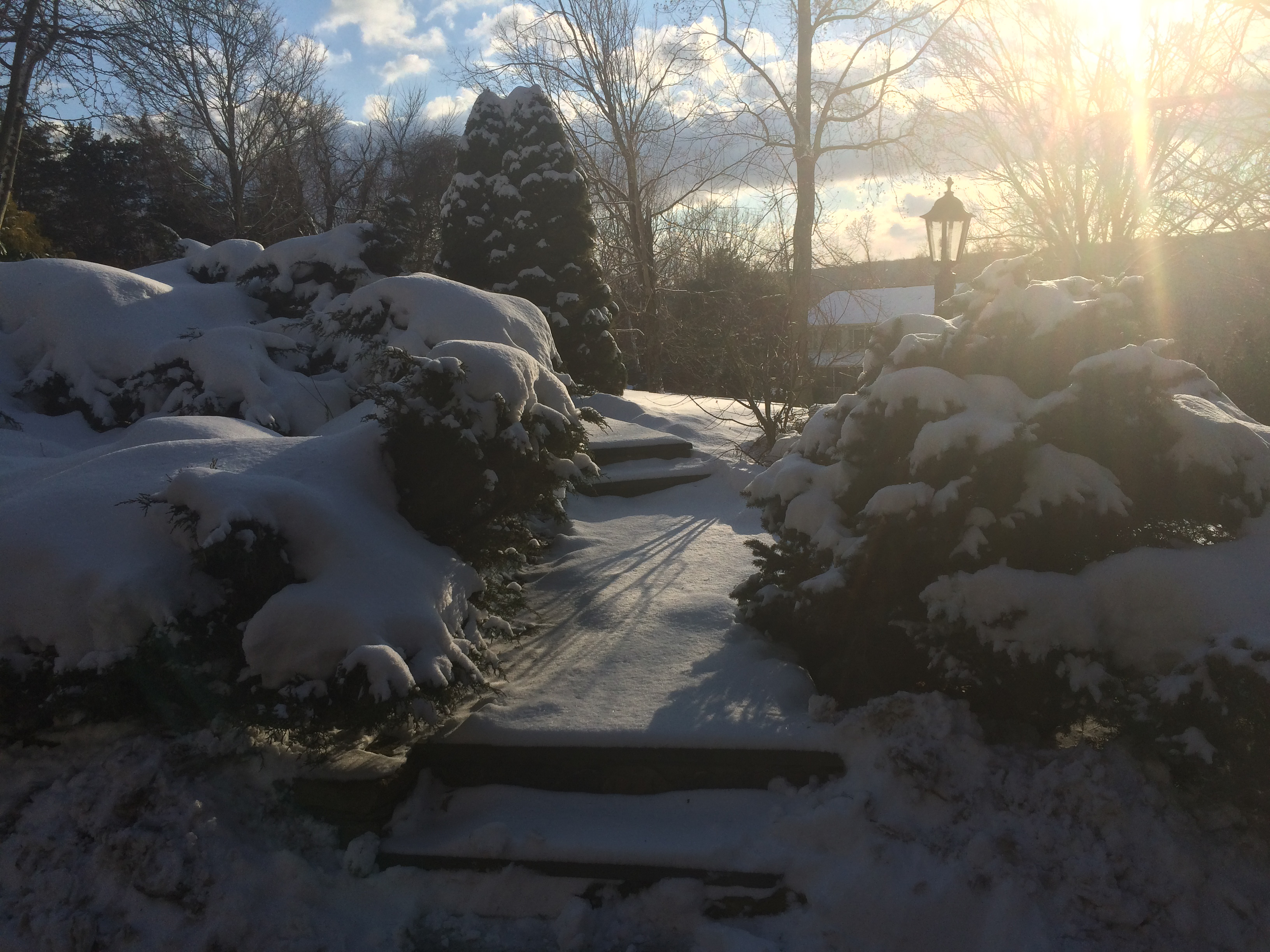 Snowy Landscape