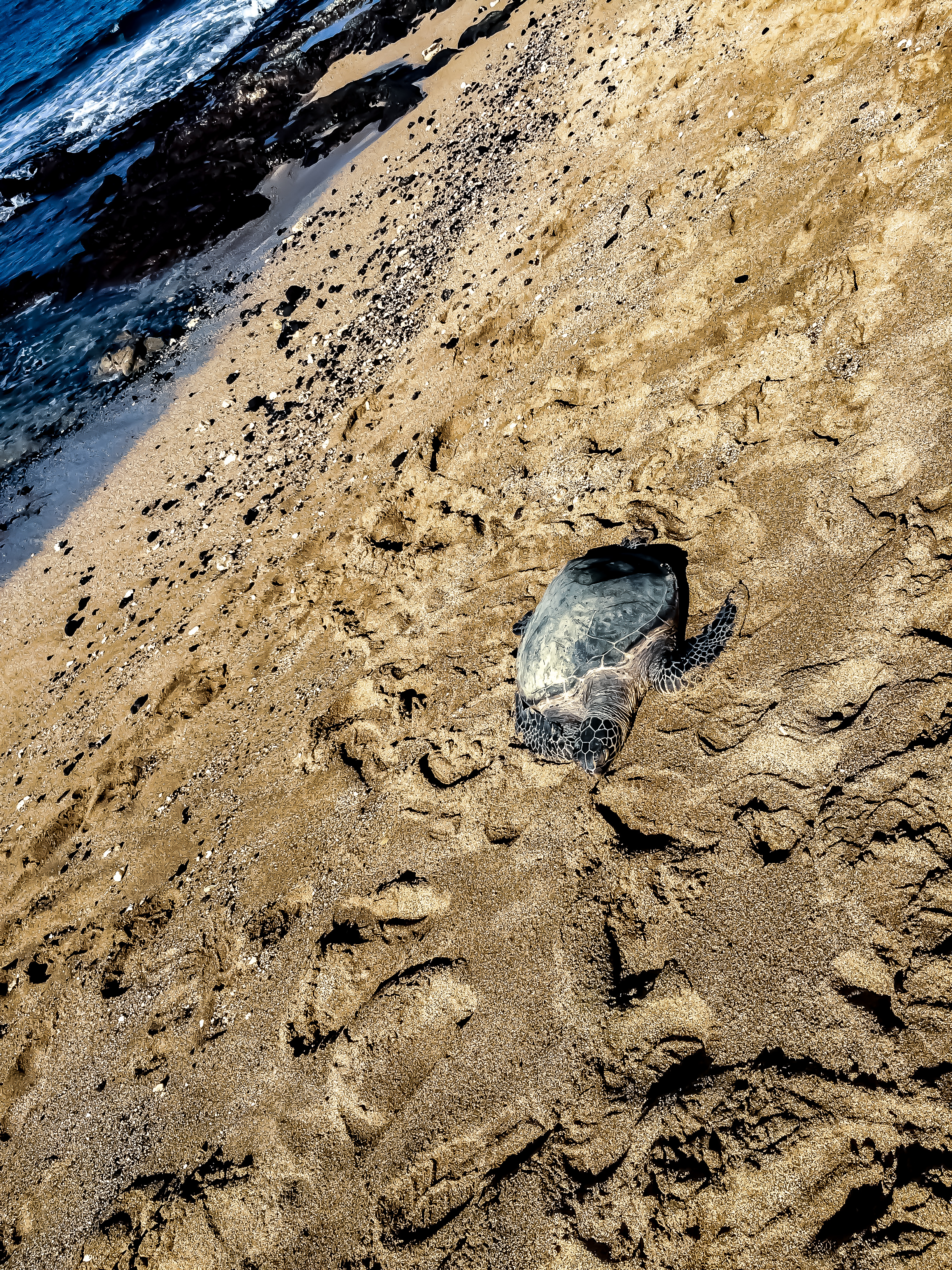 Turtle on the Beach