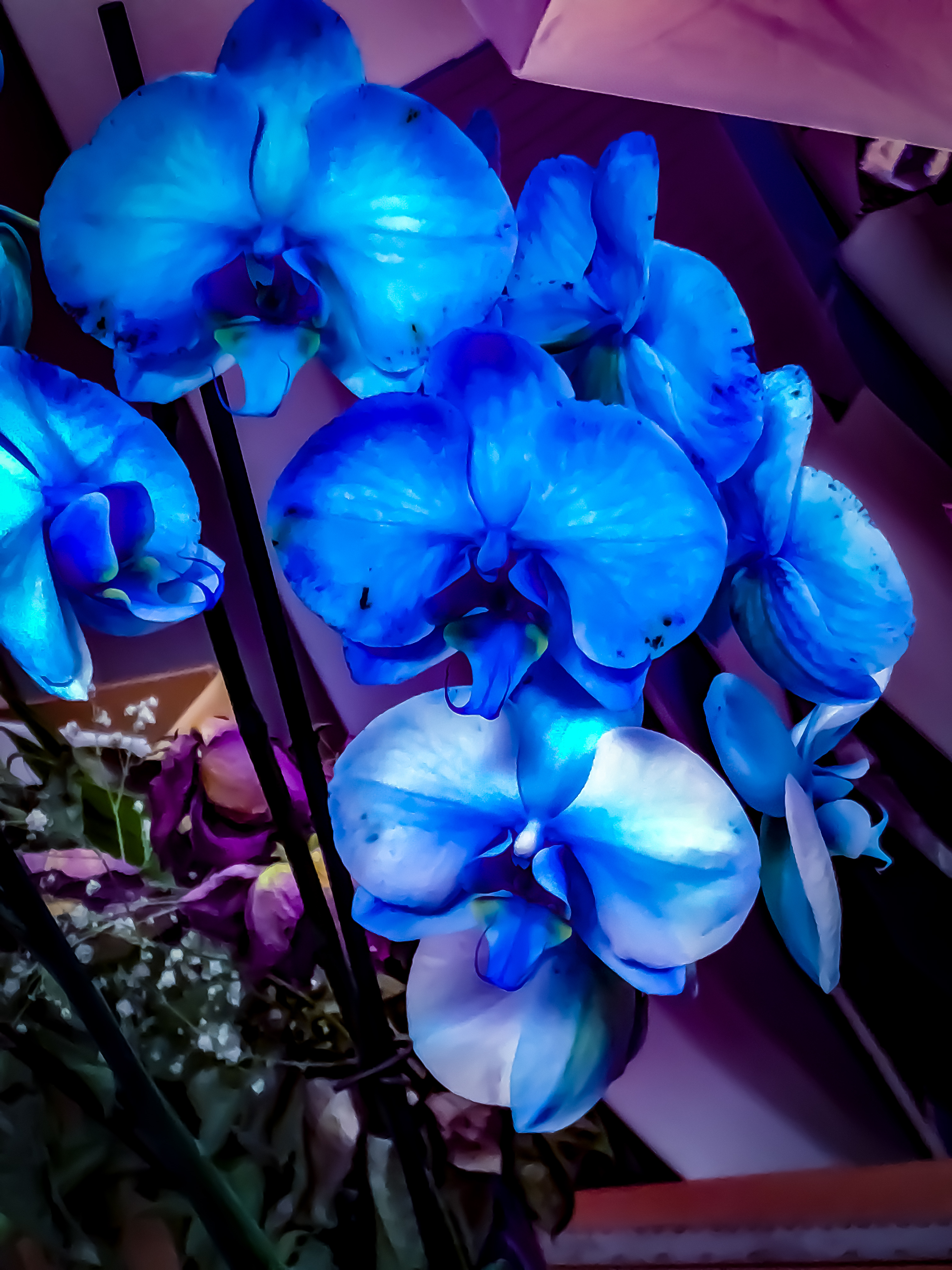 Blue Flowers